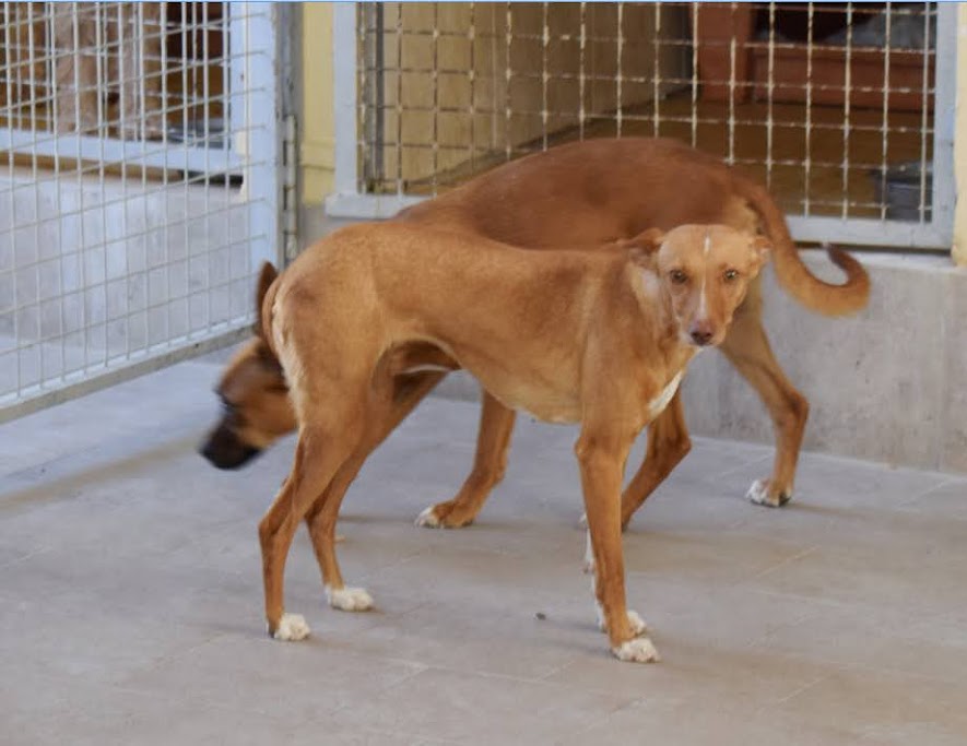 Viva-Animal e.V. - Viva-Animal e.V.