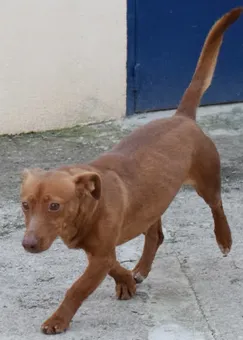 Marisol