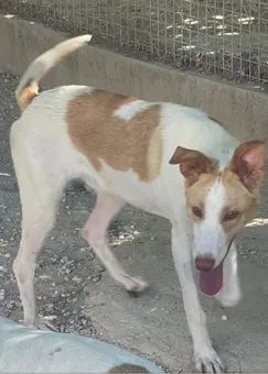 Fito