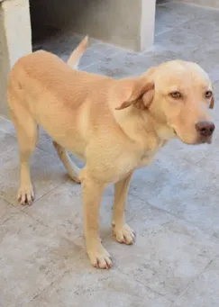 Jalena