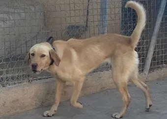 Jalena