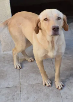 Jalena