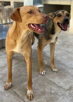 Canela