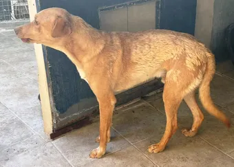 Canela