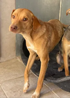 Canela