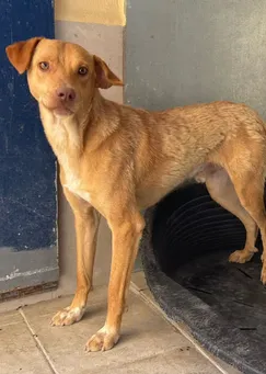 Canela