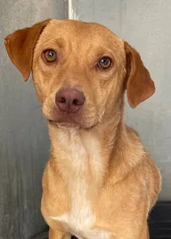 Canela