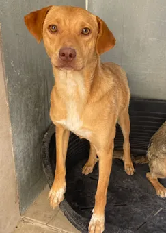 Canela