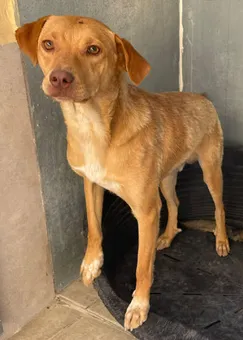 Canela