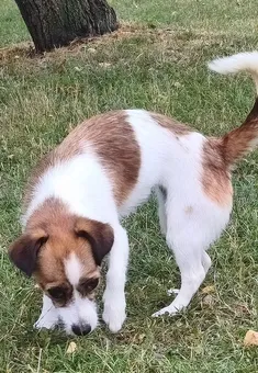 Estrellita