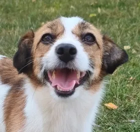 Estrellita