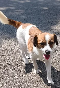 Estrellita