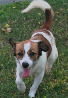Estrellita