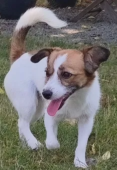 Estrellita
