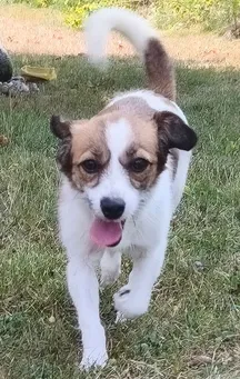 Estrellita
