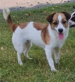 Estrellita