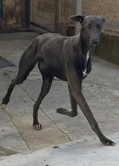 Mora