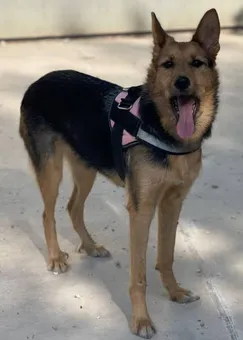Vera