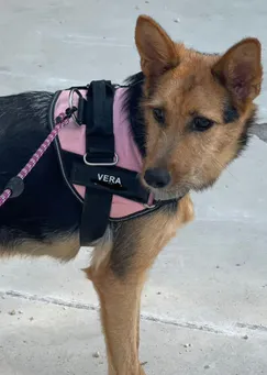 Vera
