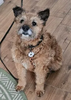 Arlo