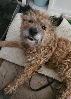 Arlo