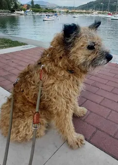 Arlo
