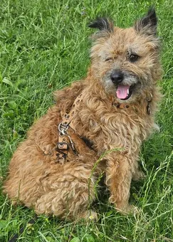 Arlo